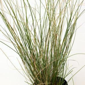 苗・盆栽苗：小葉性楓 かえで * コバショウカエデ 盆栽向きカエデ