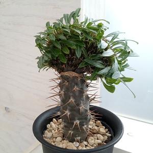 観葉植物：パキラ ミルキーウェイ*斑入り 5号プラポット : 遊恵盆栽