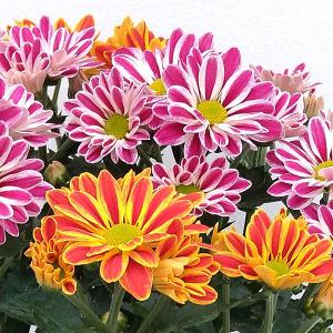 孔雀サボテン ホワイトマジック 白花 5号鉢 多肉植物 充実株 260616