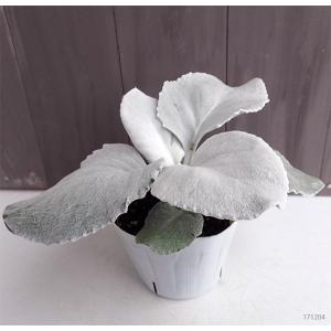 草花の苗 セネシオ エンジェルウイングス2.5号ポットの商品画像
