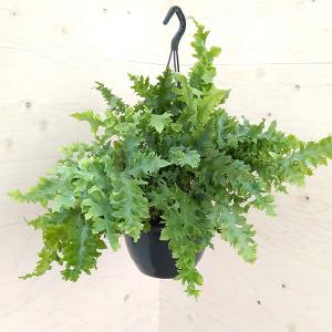 鉢花 観葉植物：フィリカ プベッセンス ワフトフェザー ハイドラ*7号