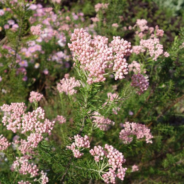 草花の苗 ライスフラワー・ピンク3号ポット