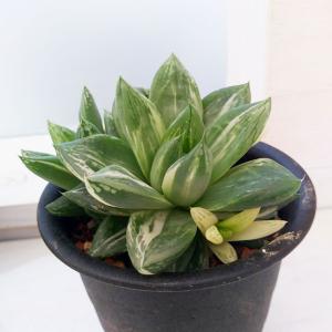 観葉植物 ハオルチア 宝島 3号