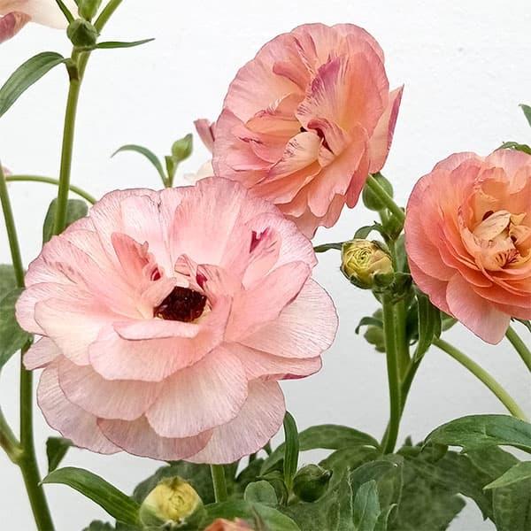 草花の苗 ラナンキュラス ラックス ヘスティア3.5-4号ポット