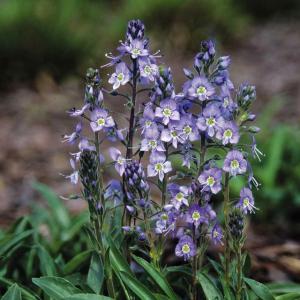 草花の苗 ベロニカ リトルブルース3号ポット