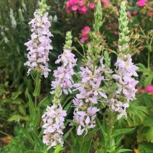 ミソハギの花 盆花の商品一覧 通販 Yahoo ショッピング