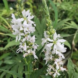 ミソハギの花 盆花の商品一覧 通販 Yahoo ショッピング