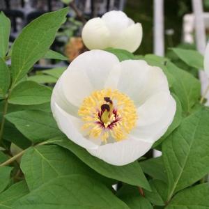 山野草の苗 ヤマシャクヤク（山芍薬） 白花4号ポット*