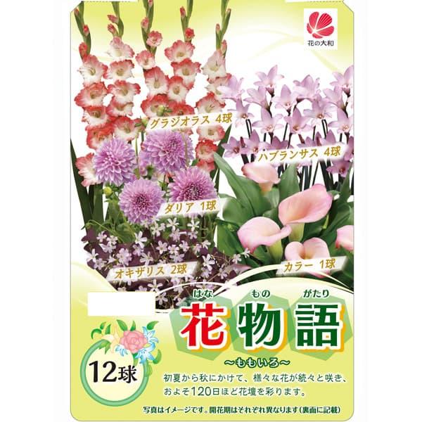 球根 花物語（春） ももいろ 12球セット