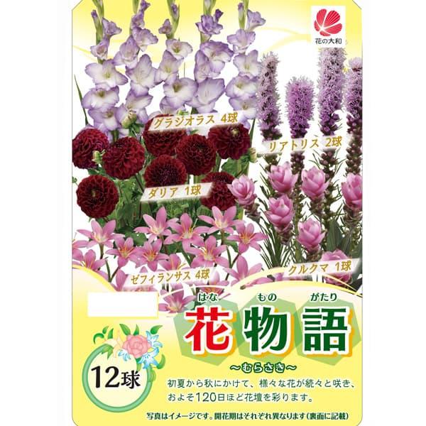 球根 花物語（春） むらさき 12球セット