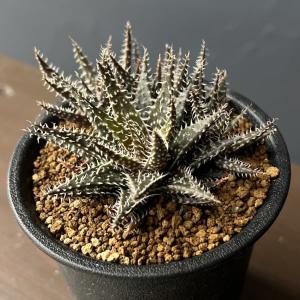アガべ アテナータ ボーチンブルー Agave attenuata 'boutinblue