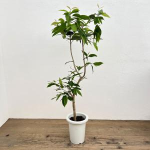 鉢花 観葉植物：フィリカ プベッセンス ワフトフェザー ハイドラ*7号