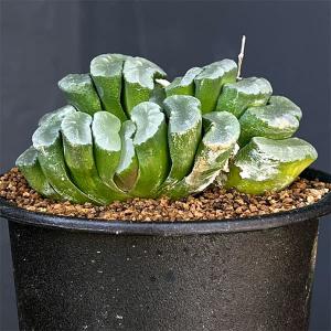 おしゃれ 観葉植物：ドラセナ トルネード*陶器鉢 受皿付 : 遊恵盆栽