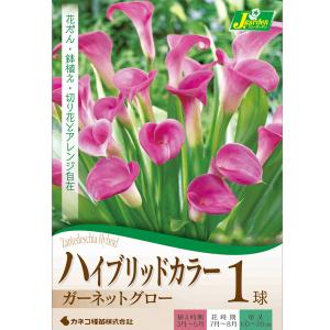 球根 ハイブリッドカラー ガーネットグロー(ピン...の商品画像