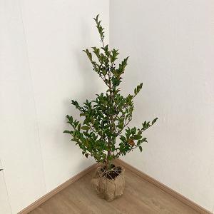 榊 苗の商品一覧 通販 Yahoo ショッピング