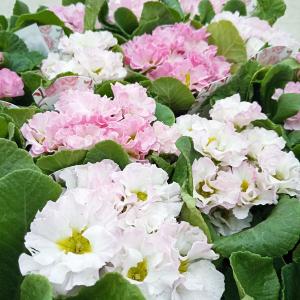 ミューレンベルギア カピラリス 花苗 3.5号/お買い得4個セット 苗 花の