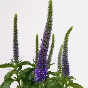 多肉植物 アガベ 王妃笹の雪 B型 2.5号ポット苗 : やましち山野草店
