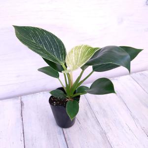 おしゃれ 観葉植物：モンステラ*7号 プラポット : 遊恵盆栽 Yahoo!店