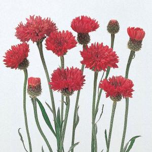 草花の苗 26年10月中下旬予約 ヤグルマソウ（矢車草） 中高性レッド3号ポット