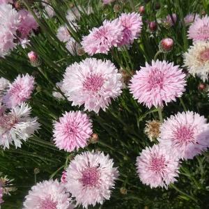 草花の苗 26年10月中下旬予約 ヤグルマソウ（矢車草） 中高性ピンク3号ポット
