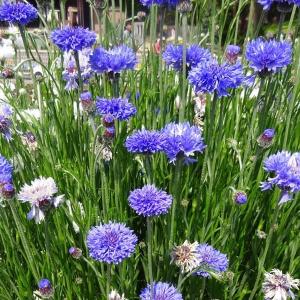 草花の苗 26年10月中下旬予約 ヤグルマソウ（矢車草） 中高性ブルー3号ポット