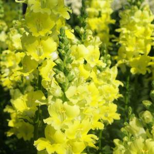 草花の苗 26年10月中下旬予約 キンギョソウ（金魚草） ティンカーベル高性大輪花（イエロー・No2）3号ポット