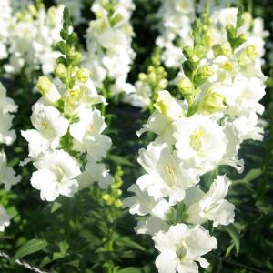 草花の苗 26年10月中下旬予約 キンギョソウ（金魚草） ティンカーベル高性大輪花（ホワイト・No3）3号ポット