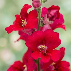 草花の苗 26年10月中下旬予約 キンギョソウ（金魚草） ティンカーベル高性大輪花（パープル・No7）3号ポット