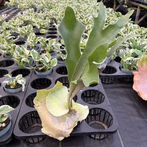 ローラアシュレイ Laura Ashley ファイバークレイ キューブライト