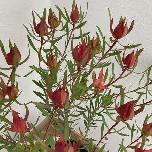 園芸ネット オーストラリア花木 花木 庭木の苗 Yahoo ショッピング