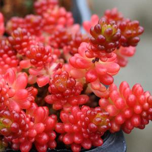 多肉植物 苗 パキセダム キャンディグレープ ガンゾウ 2.5号鉢