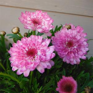 コーデックス：メキシコ亀甲竜 ディオスコレア マクロスタチア*塊幅