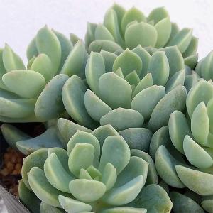 多肉植物/朧月（月曜日発送：11月3日の週は祝日を挟む為、11月