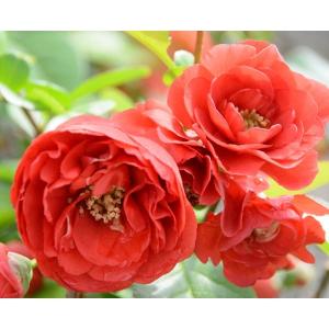 ボケ 紅牡丹 赤花 4号鉢 盆栽素材 木瓜 春の花 251203 : お花処 昌山園