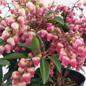 日本花キ流通 予約販売 アセビ クリスマス チェアー 9cmポット 開花