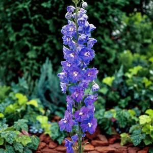 草花の苗 デルフィニウム マジックフォンテンダー...の商品画像