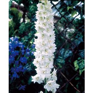 デルフィニウム 苗の商品一覧 通販 Yahoo ショッピング