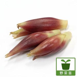 ミョウガ 2個セット 9cmポット苗 : 花と緑の専門店 土っ子倶楽部