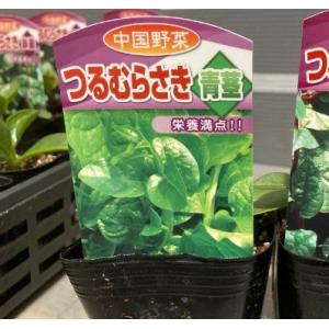 野菜の苗/ツルムラサキ緑茎種3号ポット 2株セット