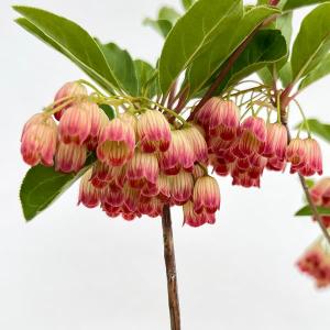 ドウダンツツジ 黄花ドウダン 3号ポット苗 : 苗木部 花ひろば