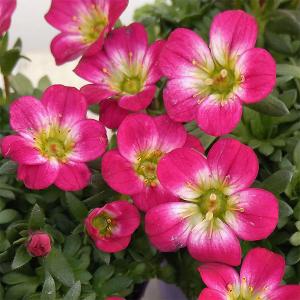 草花の苗 （わけあり特価）クモマグサ レッド（ローズピンク）3号ポット