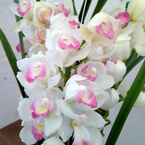 シンビジューム鉢植え ピンク色系 4本立て : クロスリースタイル