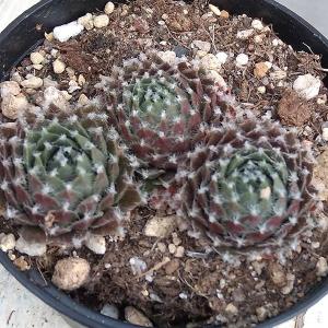 センペルビウム 巻絹の商品一覧 通販 Yahoo ショッピング