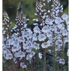 草花の苗 ベロニカ ゲンチアノイデス3号ポット