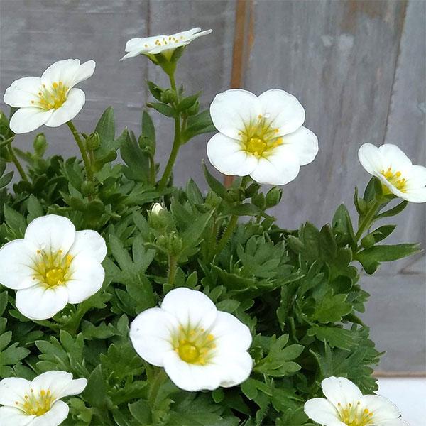 草花の苗 クモマグサ ラージホワイト（大輪白花）3〜 3.5号ポット