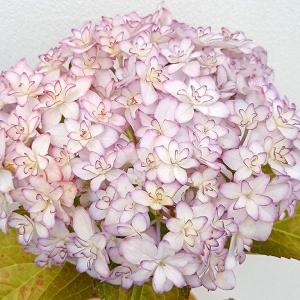 大栄花園 アジサイの商品一覧 通販 Yahoo ショッピング