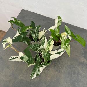 吉本花城園 【セール品】超お得セット！アロカシア 5品種 おまかせ