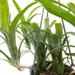希少 Traveller's Tree タビビトノキ 旅人の木 扇芭蕉 ⭐︎群生鉢 新品】Ravenala Madagascariensis タビビトノキ 種子 5粒 旅人の木