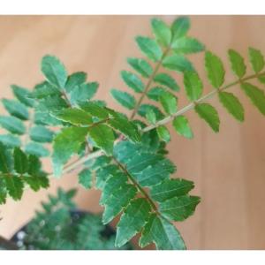花木 庭木の苗 山椒（サンショウ） 花サンショウ3号ポット
