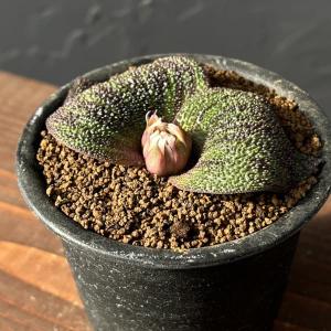 観葉植物：サボテン寄せ植え*舟形セメント鉢 : 遊恵盆栽 Yahoo!店